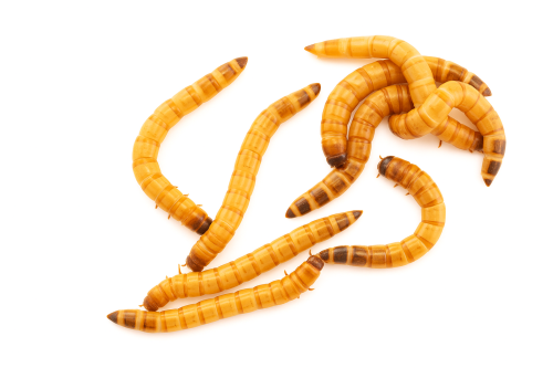 ChatGPT Image 13 cze 2025, 14_40_16.png