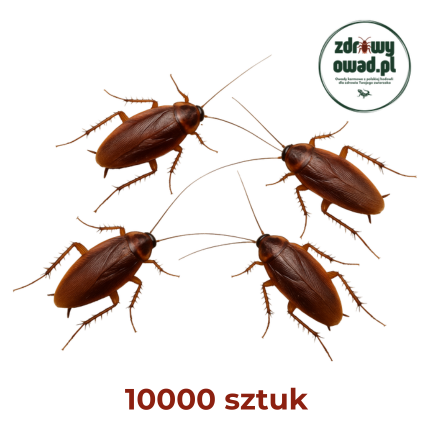 10000 sztuk karaczan turecki.png