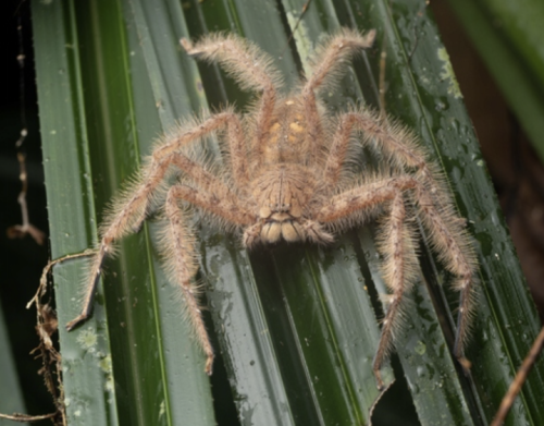 davidbowie heteropoda.png