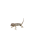 kameleon ambilobe red bez tla.png