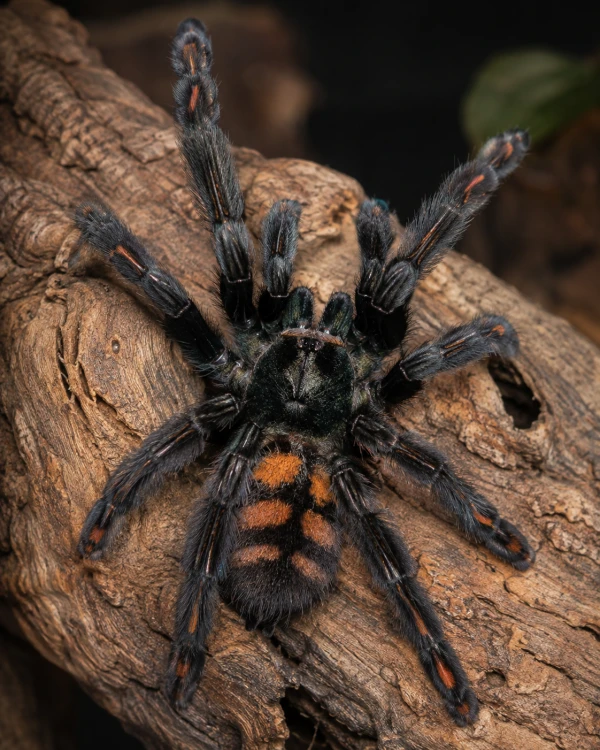 psalmopoeus irminia.png
