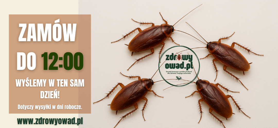owady karmowe sklep online