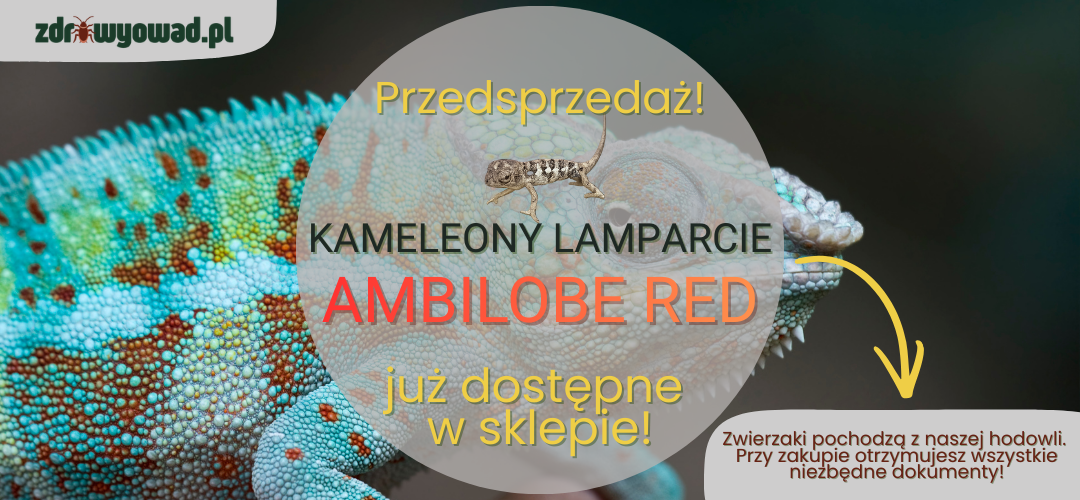 kameleony lamparcie ambilobe red zdrowy owad