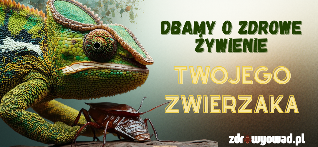 zdrowe owady karmowe karaczany
